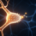 Single phosphorylation event controls where NMDA receptors sit in the brain