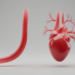Sudanese Angiography Study Finds Women’s Coronary Arteries Are Longer and More Tapered Than Men’s