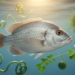 Moringa and Spirulina Ease Pesticide Damage in Nile Tilapia