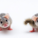 Adolescent Oxycodone Exposure Boosts Adult Opioid Self-Administration in Female Mice