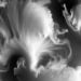 Mars Express Reveals Morning-Heavy Water Ice Clouds Across Eight Martian Years