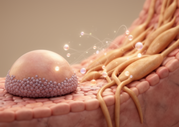 Aging Reshapes How Lung Stem Cells and Their Niche Talk to Each Other