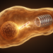 TRIM29 drives liver cancer growth by tagging DAPK3 for destruction