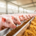 Betaine Feed Supplement Boosts Growth and Cuts Diarrhea in Weaned Piglets