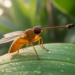 Big Eyes, Fast Escapes: Stalk-Eyed Flies Keep Their Edge