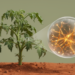 Meta-analysis of tomato RNA-seq data pinpoints drought-responsive genes