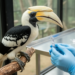 Captivity reshapes gut microbiome and antibiotic resistance genes in oriental pied hornbills, study finds