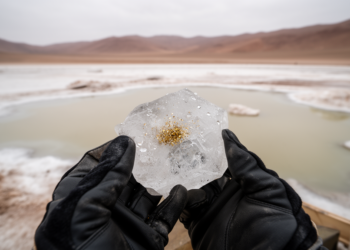 Gold Found Growing Inside Salt: A Cold-Water Surprise in China’s Tarim Basin