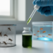 Dracaena leaf extract kills insecticide-resistant Aedes aegypti mosquitoes while sparing zebrafish