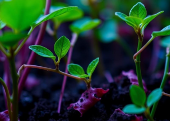 When Mitochondrial Calcium Goes Wrong, Plants Sound a Whole-Cell Alarm