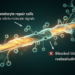 Blocking Two Opposing Signals Steers Repair Cells Back to Rebuilding Myelin in Mice