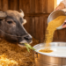 Yeast and enzyme feed supplement boosts milk quality in lactating buffaloes