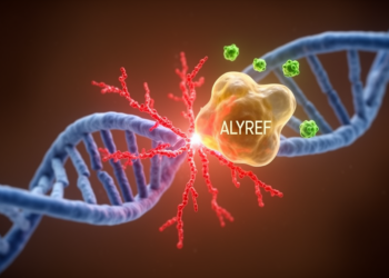 RNA Chaperone ALYREF Hijacks Poly-ADP-Ribose at DNA Breaks and Slows Repair in Tumor Cells