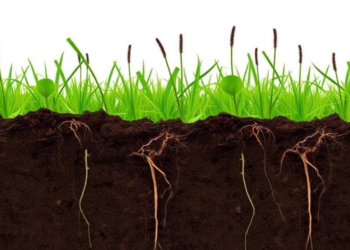 Invasive Weed Rewires the Hidden Soil Economy Beneath Its Roots