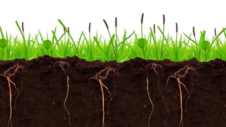 Invasive Weed Rewires the Hidden Soil Economy Beneath Its Roots