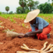 Money, Not Land or Labour, Is the Biggest Barrier to Climate-Smart Farming in Ghana