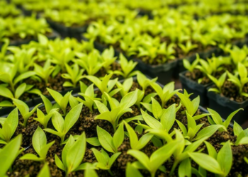 Tea Garden Microbes That Eat Cellulose and Caffeine Could Replace Fertilizers