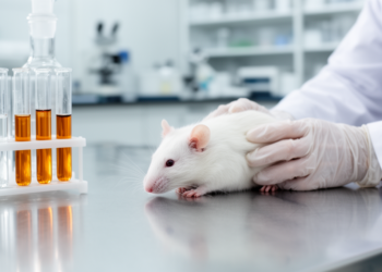 Vitamin C Shields Rat Brains, Hearts and Livers from Ivermectin and Hydroxychloroquine Damage in Experimental Study
