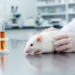 Vitamin C Shields Rat Brains, Hearts and Livers from Ivermectin and Hydroxychloroquine Damage in Experimental Study