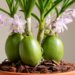 Water-storing tissue drives pseudobulb size in Dendrobium orchids