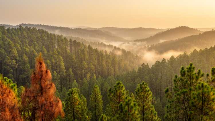Carbon sink turning points loom for subtropical needle-leaved forests after 2070