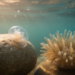 Heat shock slows sea anemone development and leaves lasting carryover effects