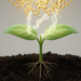 SmartPE boosts prime editing efficiency in dicot crop plants