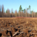 Fallow Chernozem soils store the most stable carbon in Russian forest-steppe study