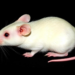 Pterostilbene Protects Rat Ovaries from Chemical Damage in Preclinical Study