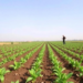 Organic amendments reshape soil nitrogen pools in semi-arid Indian intercropping trial