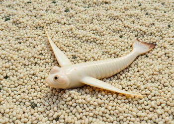 Artificial spawning grounds rescue hundreds of thousands of cuttlefish eggs in South Korea, study finds