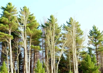 Birch emerges as a cost-effective emergency reforestation tool after forest disasters
