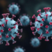 Antibody therapies target Andes virus through neutralization and Fc-mediated protection