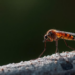 Mathematical model shows spraying plus Wolbachia can suppress mosquitoes in finite time