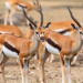 Gut Microbiomes Diverge Between Wild and Semi-Captive Przewalski’s Gazelles Across Age Stages