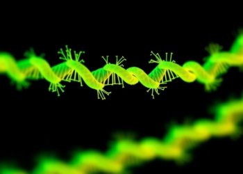 Rapid 40-minute fluorescent test detects optrA resistance gene in Enterococcaceae