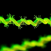 Rapid 40-minute fluorescent test detects optrA resistance gene in Enterococcaceae
