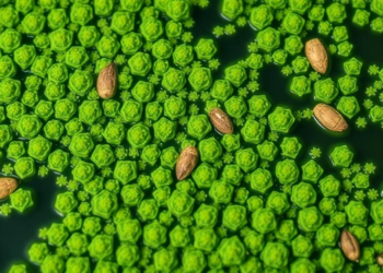 Microalgae Turn Dilute Waste Streams Into Critical-Metal Sources—If the Chemistry Cooperates