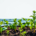 Institutional governance shapes how green energy boosts environmental sustainability