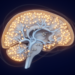 Deleting Dopamine D2 Receptors from Cortical Interneurons Blunts Drug-Induced Hyperactivity in Mice