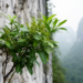 New karst-dwelling shrub Euonymus saxatilis described from Guangxi, China