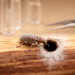 Scientists Crack Gene Tools for Ambrosia Beetle Fungal Partners