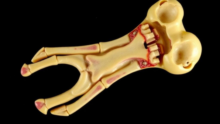 Scientists Crack the Code for Staining Human Bone Without Fixing, Decalcifying or Embedding It