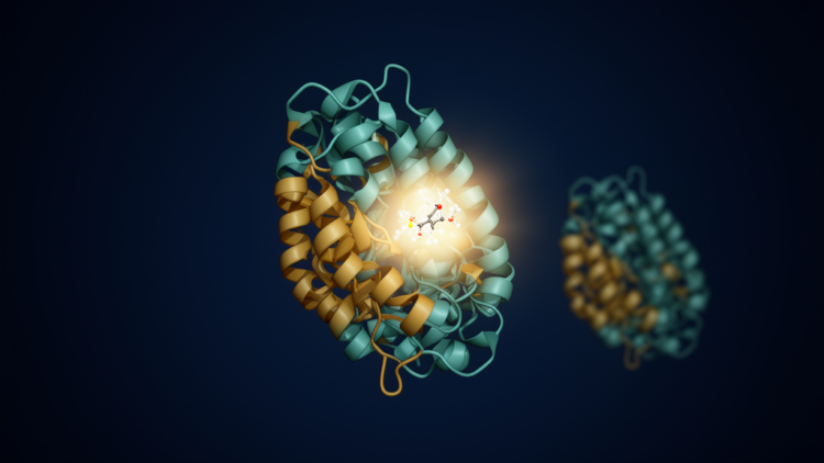 Radioligand Binding to IDH1 Enzymes Revealed as Method-Dependent in New Study
