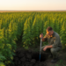 Nine Decades of Hemp Monoculture Reshape Soil Microbes in Ukrainian Field
