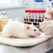 Mangrove extract delivers triterpenes fast in rat pharmacokinetic first