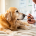Dog lifespan drugs offer a roadmap for human gerotherapeutics