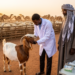 Somalia’s Livestock Sentinel Sites Could Give Early Warning for Three Zoonotic Viruses
