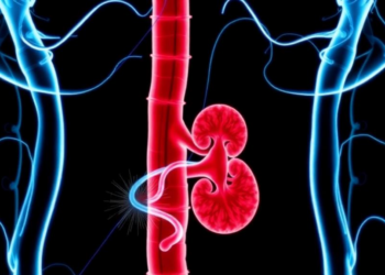 Erucic Acid Shows Kidney-Protective Power Against Diabetic Nephropathy in Rats