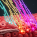 How Hippo, Wnt, NRG1 and Notch pathways could unlock heart regeneration